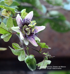 Passiflora alata × caerulea