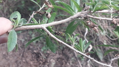 Oncopeltus unifasciatellus