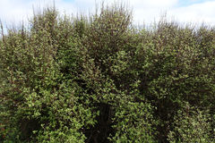 Olearia fragrantissima