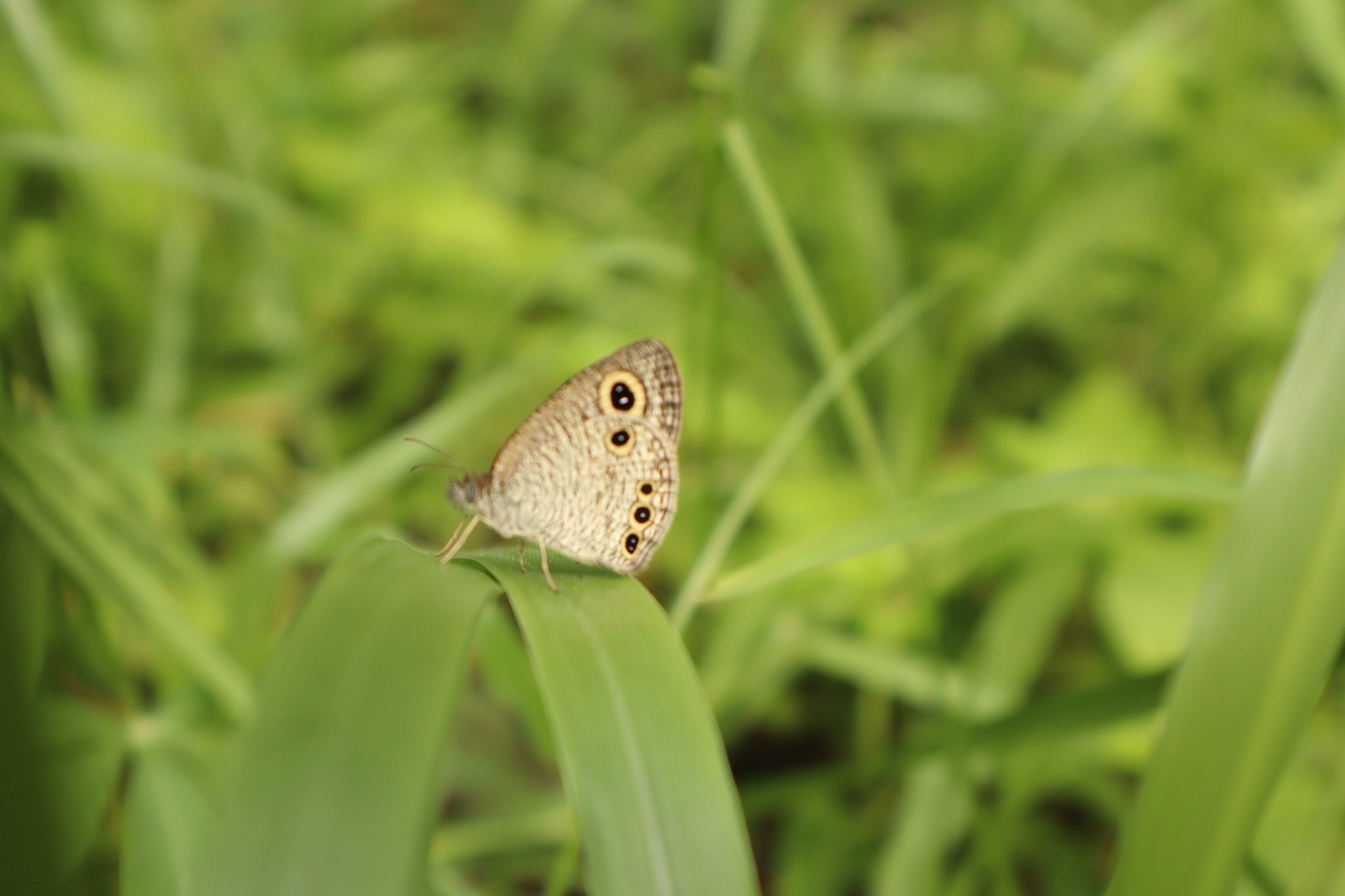 Common Four-Ring
