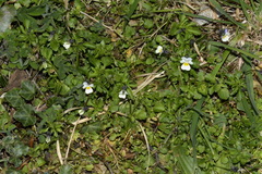 Bracteolatae