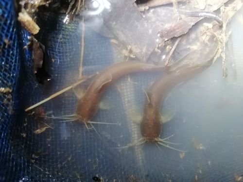 Mekong torrent catfish (Amblyceps foratum) — Amblycipitidae
