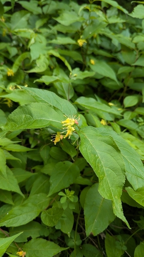Northern bush honeysuckle (Diervilla lonicera)