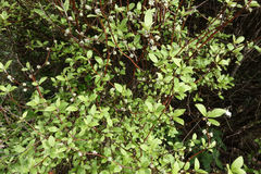 Olearia fragrantissima