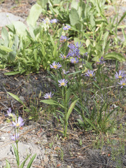 Symphyotrichum spathulatum