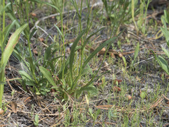 Symphyotrichum spathulatum