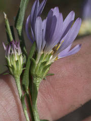 Symphyotrichum spathulatum