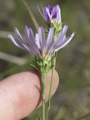 Symphyotrichum spathulatum