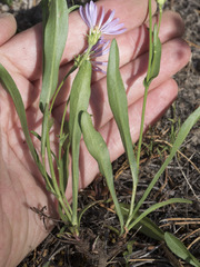 Symphyotrichum spathulatum