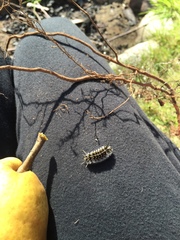 Lophocampa roseata