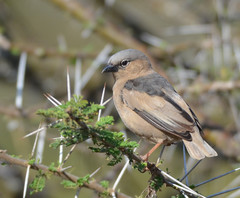 Pseudonigrita arnaudi
