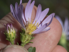 Symphyotrichum spathulatum