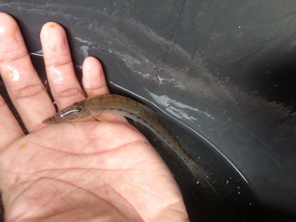 Piebald Horseface Loach