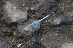 Diplacodes trivialis