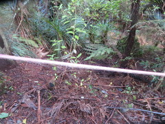 Freycinetia banksii