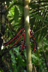 Pinanga