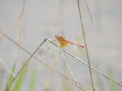 Neurothemis intermedia