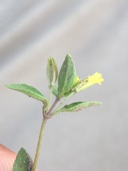 Erythranthe inflatula