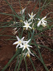 Leucocrinum montanum