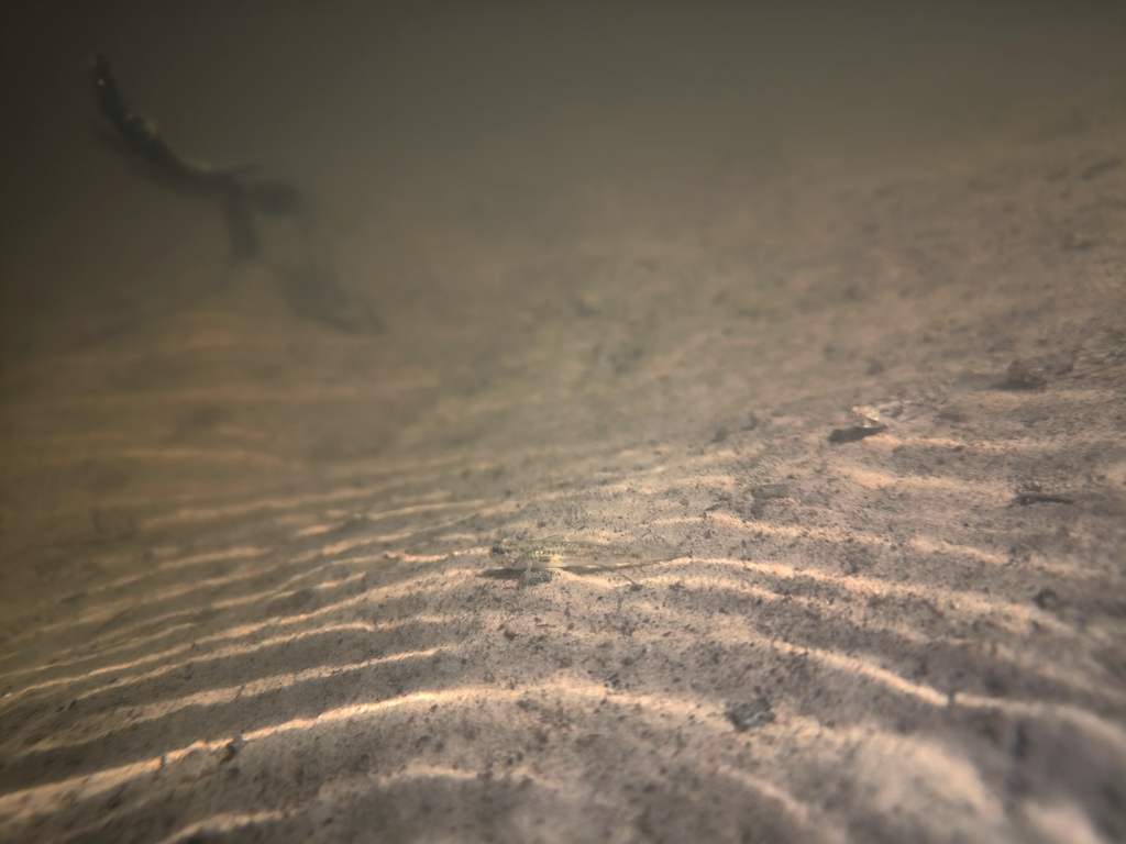 Bighead goby (Drombus globiceps) — Gobiidae