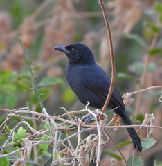 Laniarius funebris