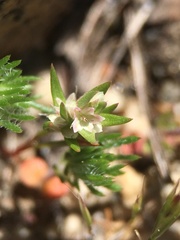Polygonum parryi