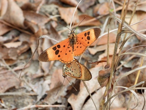 Acraea bellona