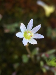 Lewisia triphylla