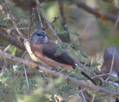 Spermestes griseicapilla