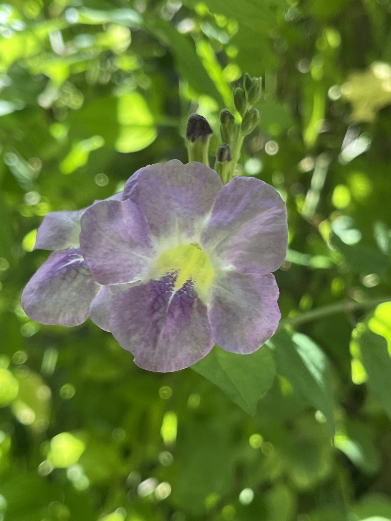 Asystasia gangetica