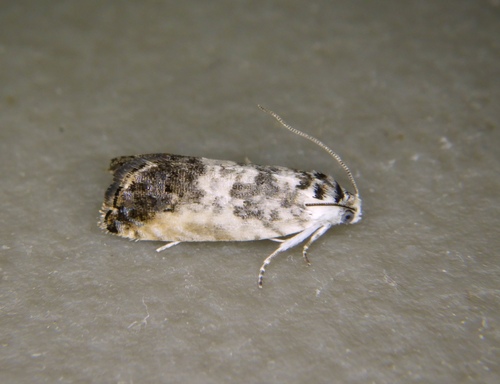 Cydia lautiuscula