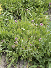 Sidalcea oregana spicata