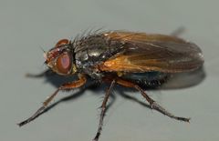 Pollenia uniseta