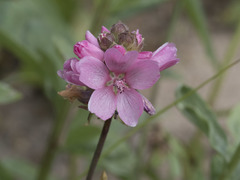 Sidalcea oregana spicata