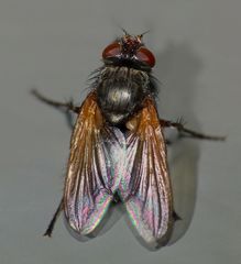 Pollenia uniseta