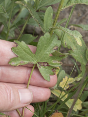Sidalcea oregana spicata