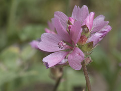 Sidalcea oregana spicata
