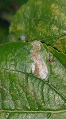 Callisto denticulella