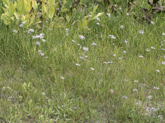 Symphyotrichum spathulatum