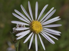 Symphyotrichum spathulatum