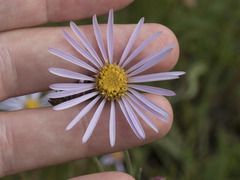 Symphyotrichum spathulatum