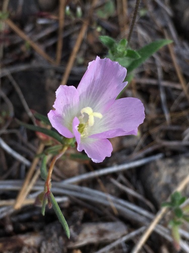 Glandular clarkia (Clarkia arcuata)