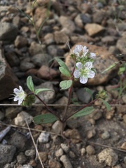Phacelia purpusii