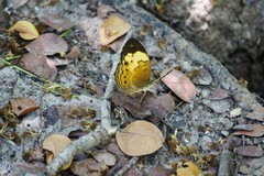 Cupha erymanthis lotis