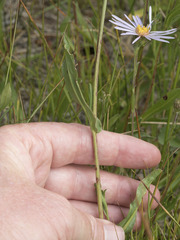 Symphyotrichum spathulatum