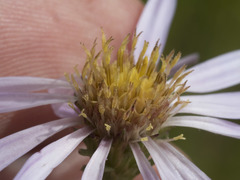 Symphyotrichum spathulatum