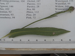 Symphyotrichum spathulatum
