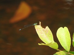 Pseudagrion indicum