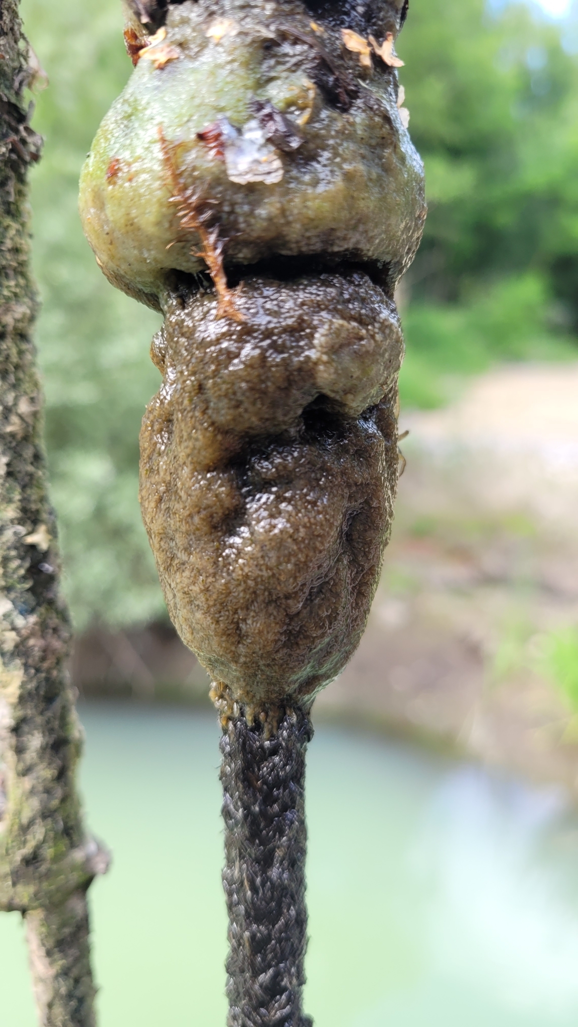 Plumatella fungosa (Pallas, 1768)