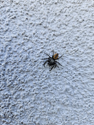 Boreal Tufted Jumping Spider